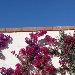 Meet your Posher, Leeta ann